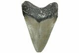 Serrated, Juvenile Megalodon Tooth - North Carolina #311840-1